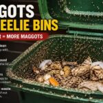Maggots Wheelie Bins Hot Weather